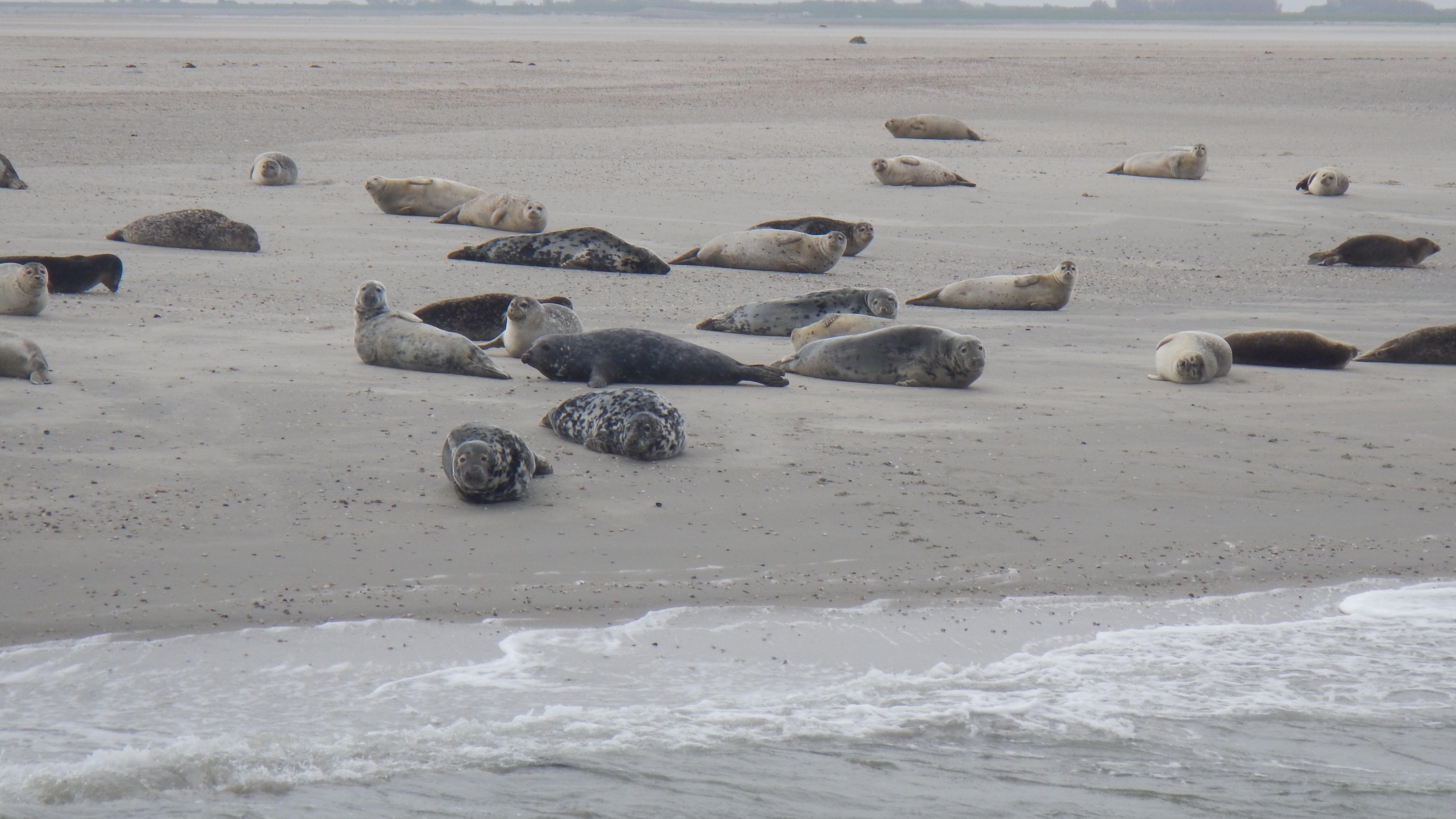 HWK Texel 2015 083.jpg